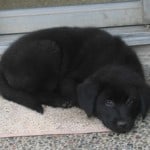 Baby Linus - Australian Shepherd Mix