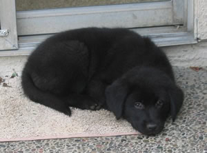 Baby Linus - Australian Shepherd Mix