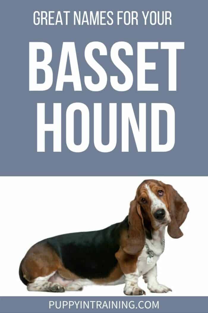 Great Names For Your Basset Hound - Basset Hound sitting