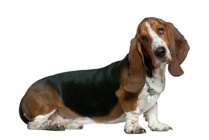 Basset Hound Names