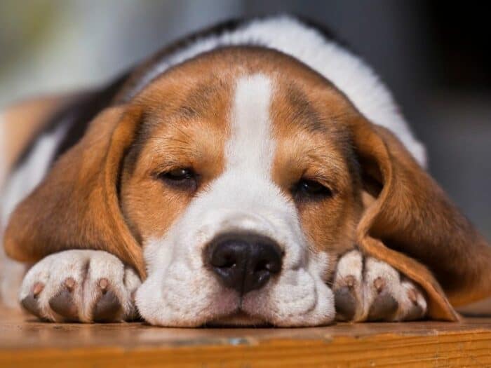 Beagle pup lying on wood floor