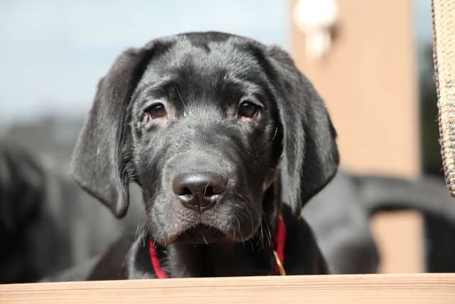 Adolescent black lab, Beamer