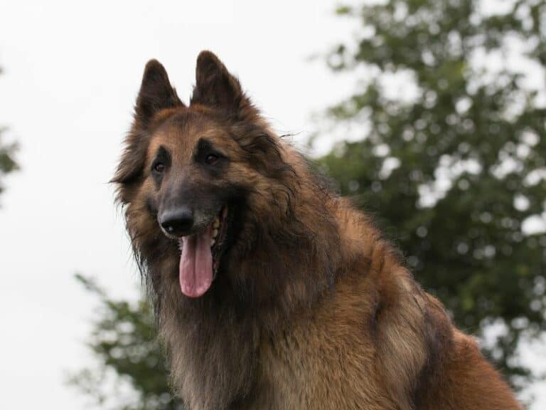 So You Want a Belgian Tervuren?