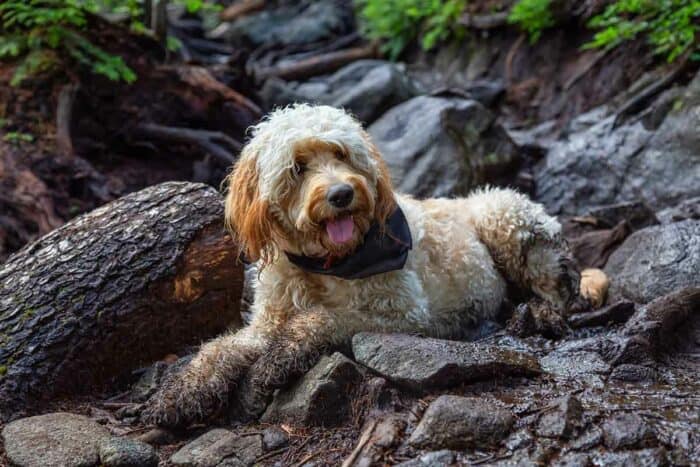 Bernadoodle vs Goldendoodle