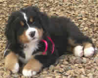 Bernese Mountain Dog Puppy