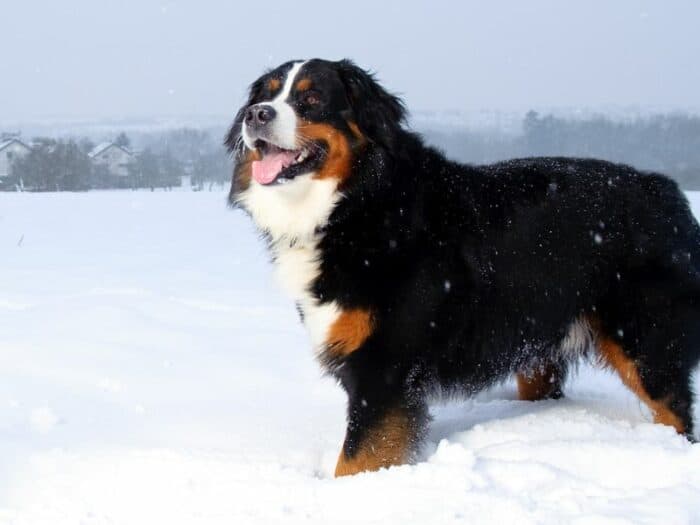 Bernese Mountain Dog - Outdoor Breed - Walking through the snow.