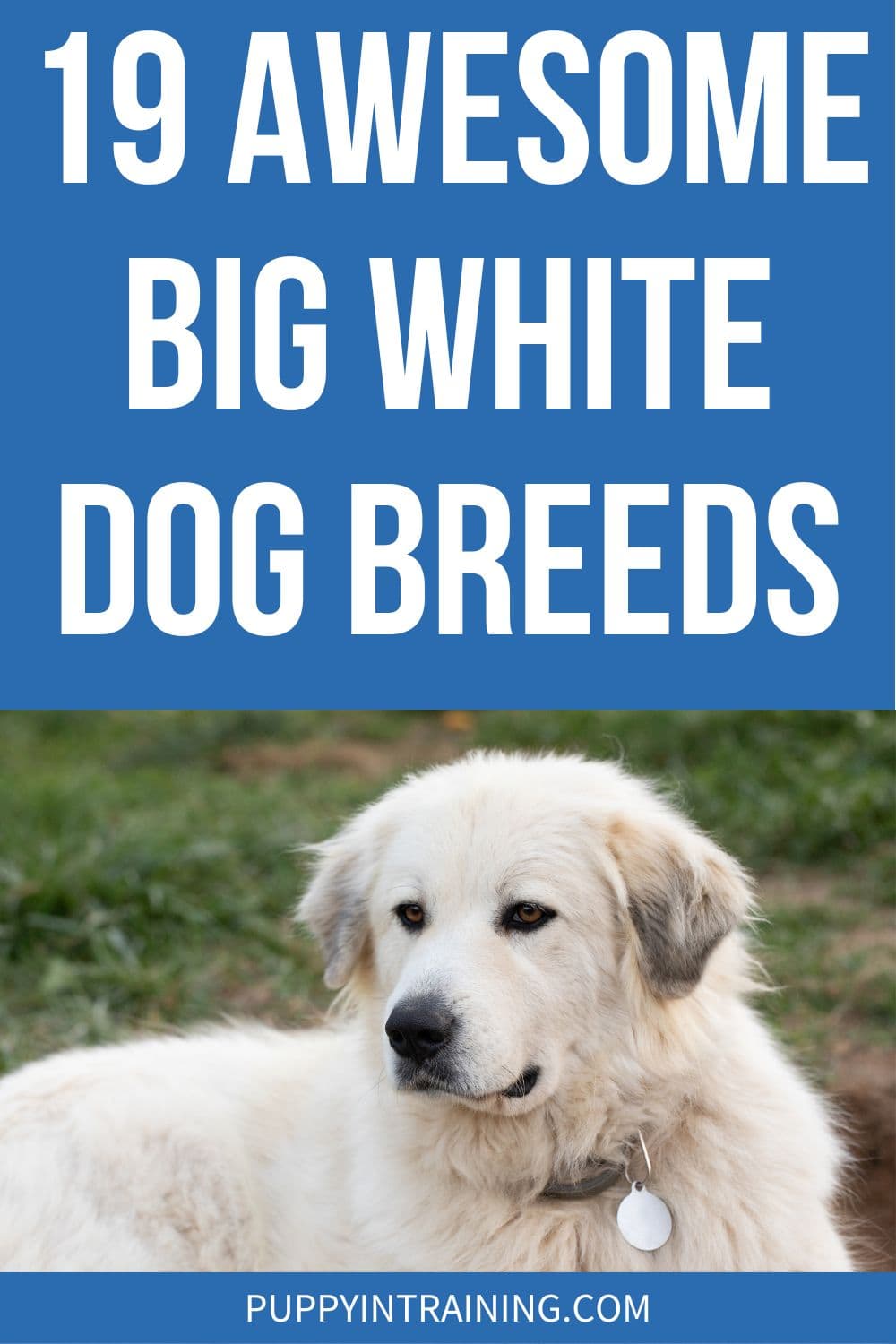 19 Awesome Big White Dog Breeds - Great Pyrenees down in grass