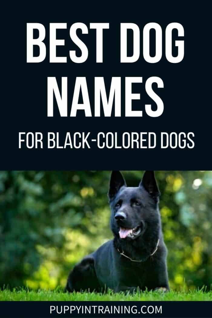 Best Dog Names For Black-Colored Dogs - Black German Shepherd down in the grass