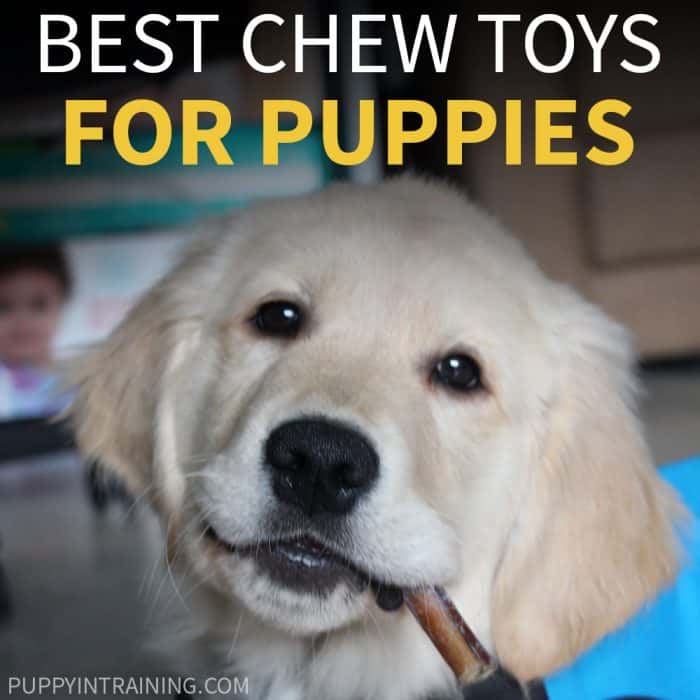 Best Chew Toys For Puppies - Golden Retriever puppy in blue vest with bully stick in his mouth