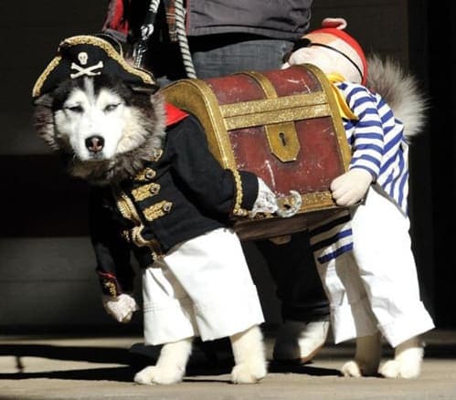 Husky Treasure Chest Dog Halloween Costume