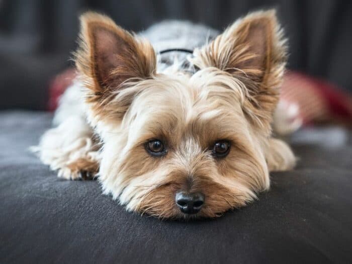 Best Indoor Dog Breeds - Yorkie on the couch