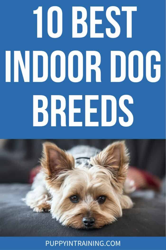 10 Best Indoor Dog Breeds - Yorkie down on a couch