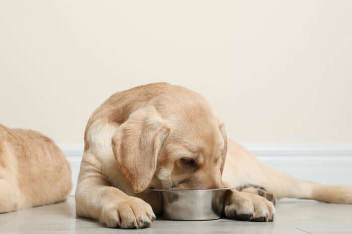 Best Puppy Milk Replacer - yellow lab puppy with nose in dog bowl