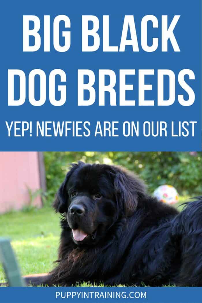 Big Black Dog Breeds - Yep! Newfies Are On Our List - black Newfoundland dog down in the grass.