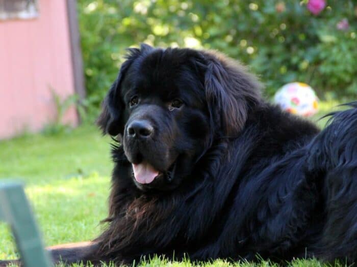 Newfoundland laying in grass