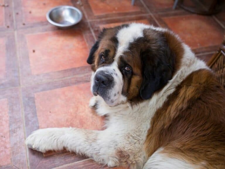 Big Saint Bernard