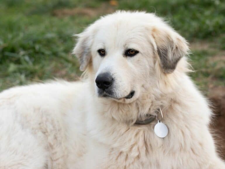 Great Pyrenees - down in grass