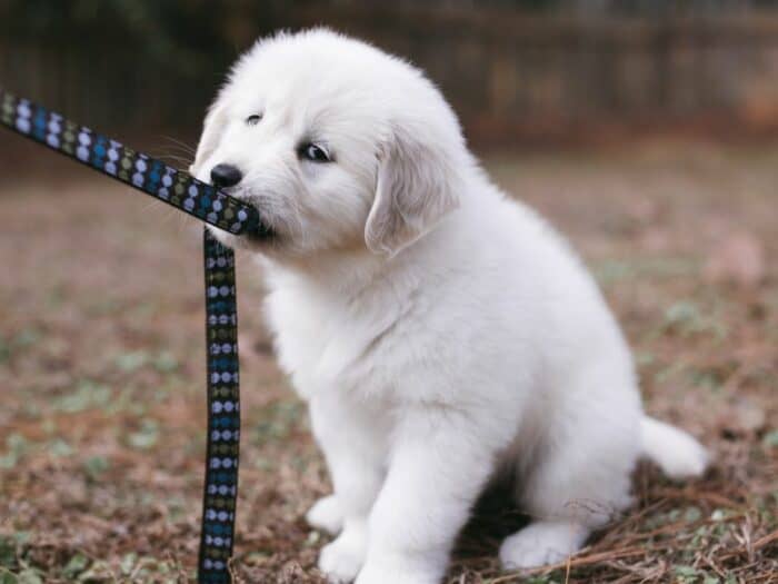 White Puppy Biting Leash