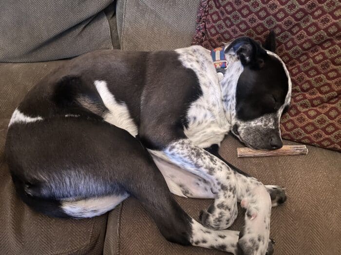 Black and white dog curled up on couch with bully stick