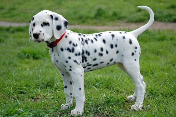 Black and White Dog Names - dalmatian standing in the grass.