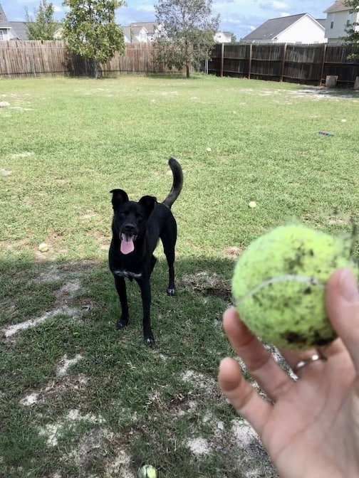 Black dog waiting for tennis