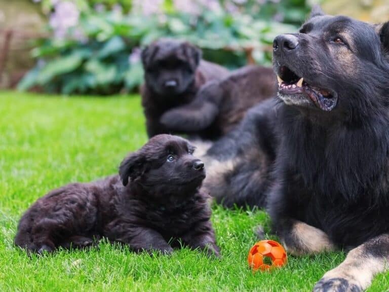 Black German Shepherd Puppies –  A Guide To This Rare Breed