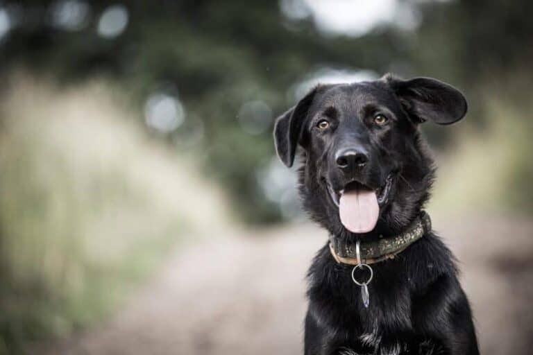 Black Lab Border Collie Mix: What To Expect From A Borador