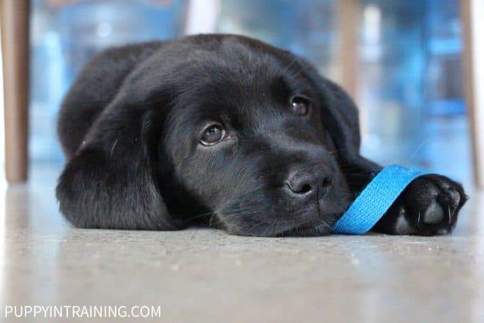 Our black Lab puppy, Elsa resting under the table.