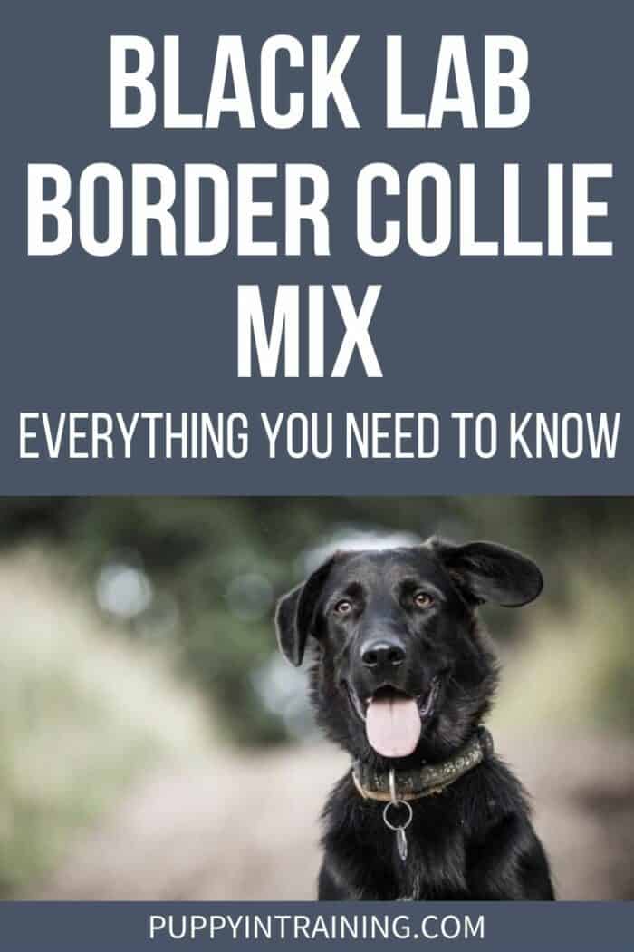 Black Lab Border Collie Mix - Everything You Need To Know - Borador sitting staring at the camera