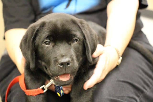 Black Labrador Retriever Puppy In Training