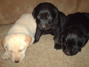 Black and Yellow Lab Puppies