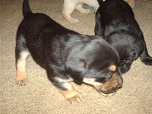 Black and Black and Tan Lab Puppy