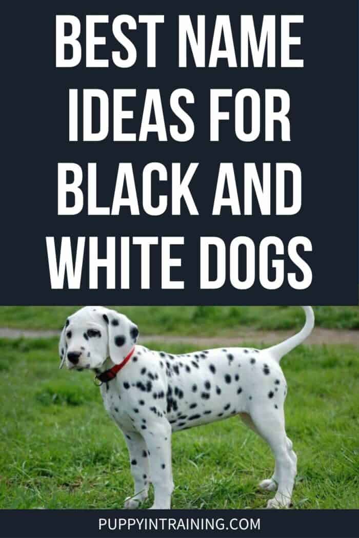 Best Name Ideas For Black And White Dogs - Dalmatian puppy standing in the grass.