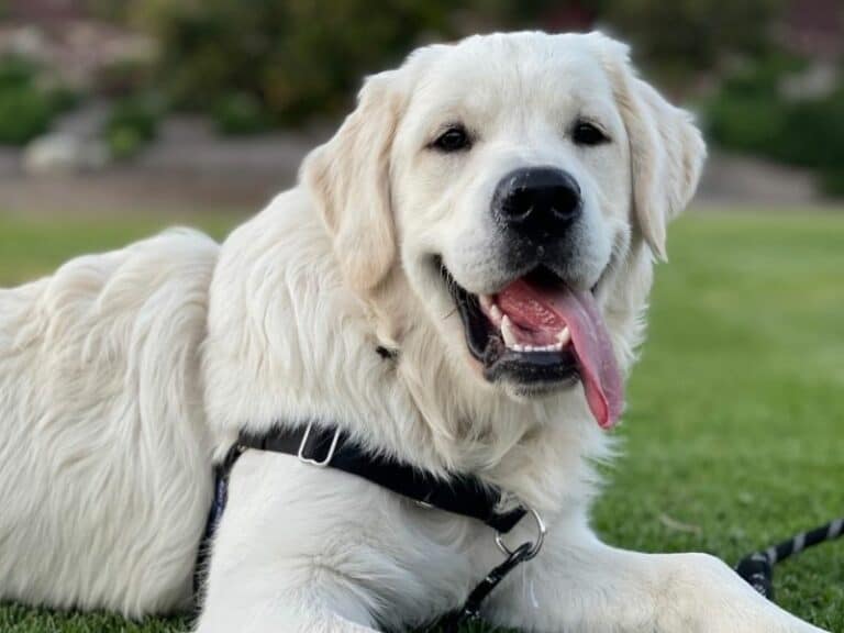 What Is An English Cream Golden Retriever?