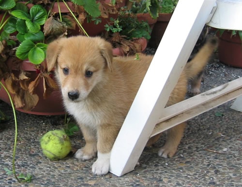 German Shepherd Labrador Retriever Mix - Blondie