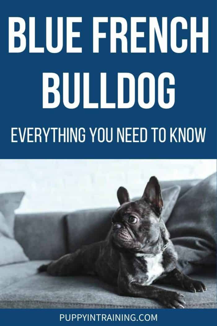 Blue French Bulldog - Everything You Need To Know - Dog lying down on the couch looking back.