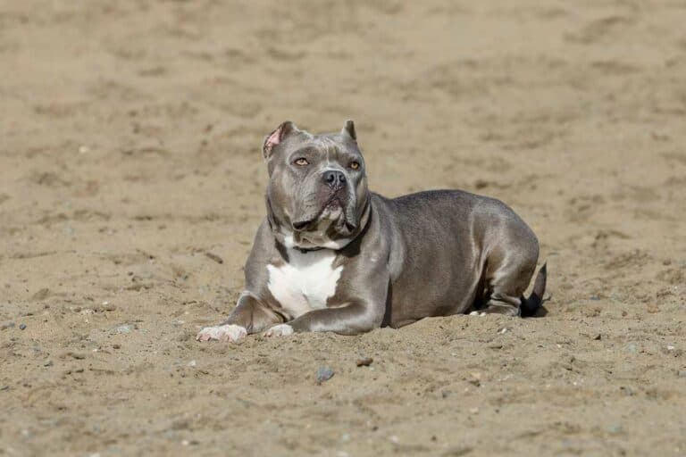 blue nose pitbull