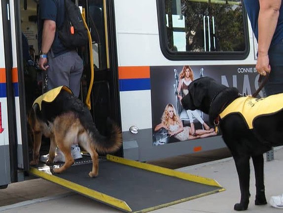 Guide dogs in training boarding the bus