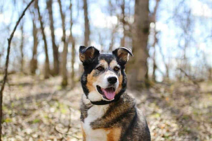 Border Collie German Shepherd Mix