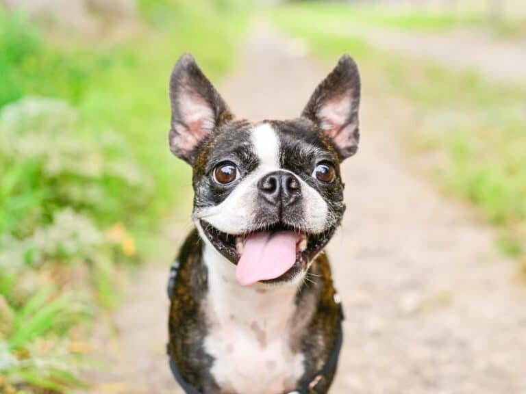 So You Want a Boston Terrier?