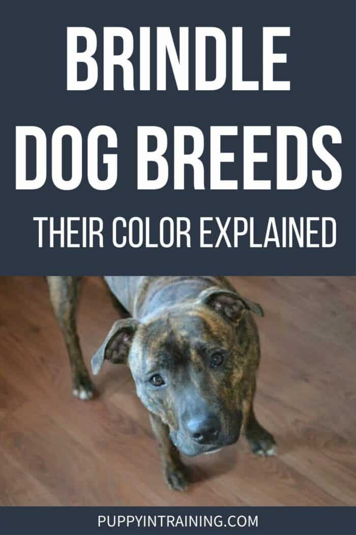 Brindle Dog Breeds - Their Color Explained - Brindle dog standing on hardwood floor