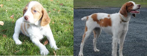 Brittany Spaniels