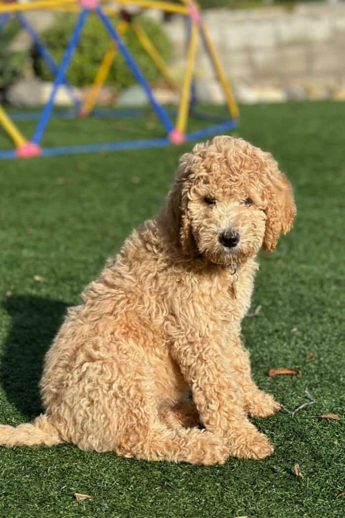 Brown Standard Poodle - sitting in the grass