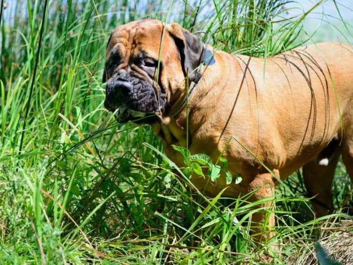 Extra Large Dog Breed - Bullmastiff