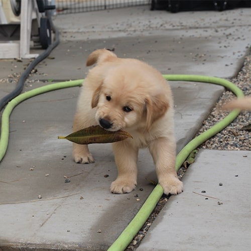 Buster the Golden Puppy