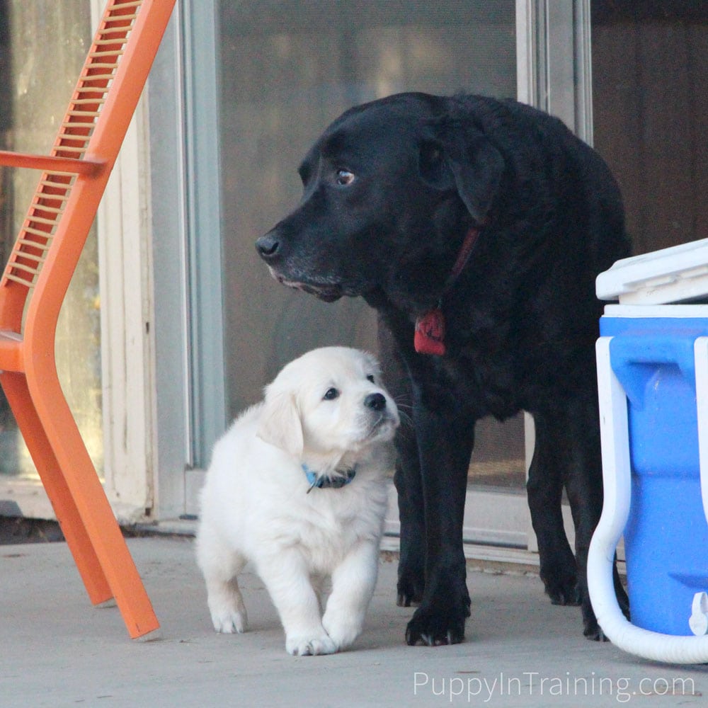 Stetson Sans Dog Skin Problems :) Black Lab Stetson and Golden Puppy Charlie hanging out together.