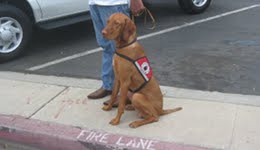 Cadaver Dog - Vizsla sitting next his owner training to be a cadaver dog.