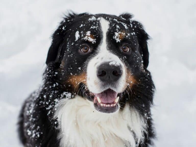 13 of the Calmest Large Dog Breeds