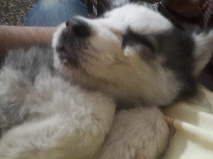 Calm Puppy - Husky puppy relaxing in arms