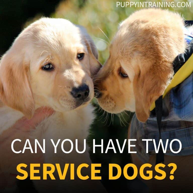 Can You Have Two Service Dogs?